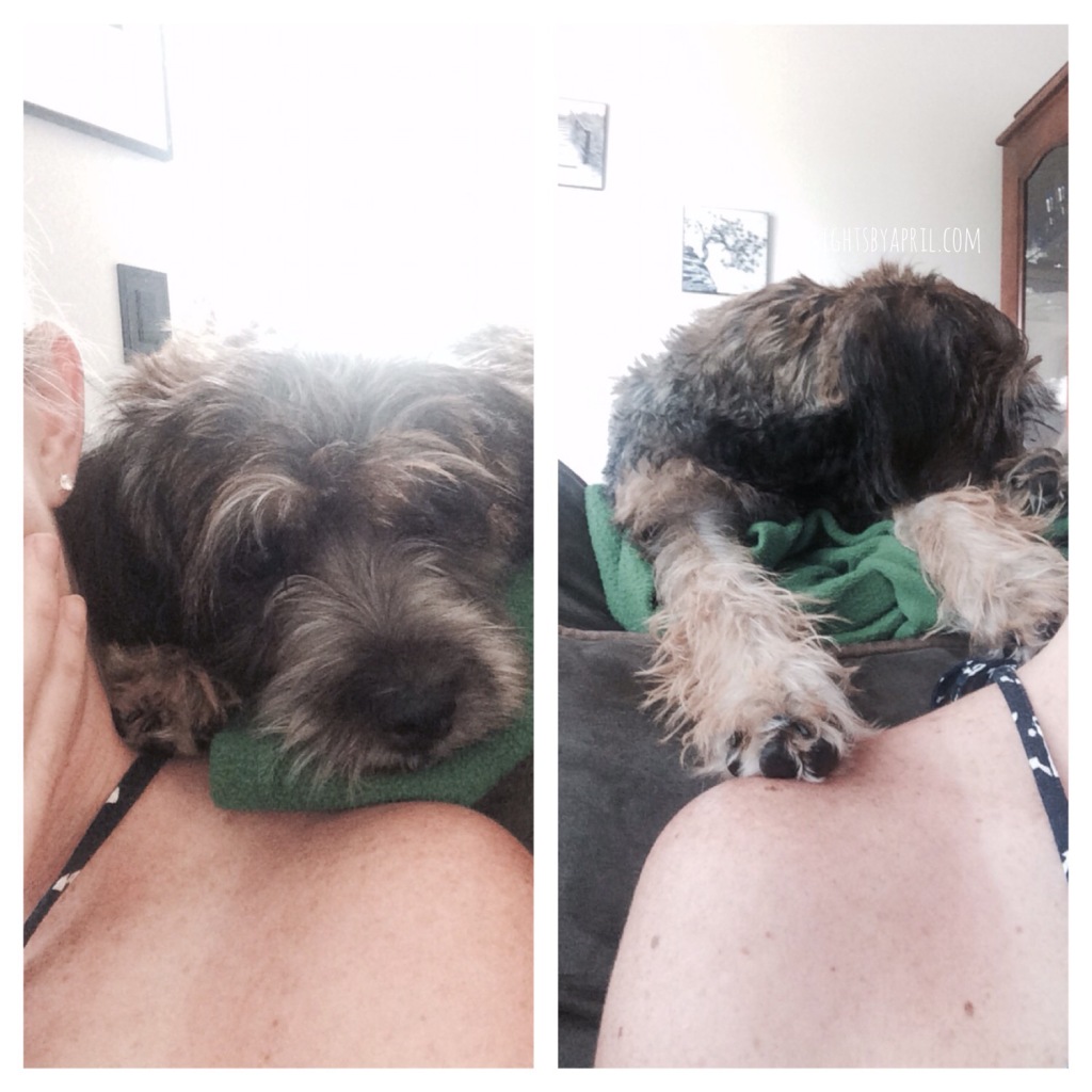 Cinderella Puppy Pedigree Give back