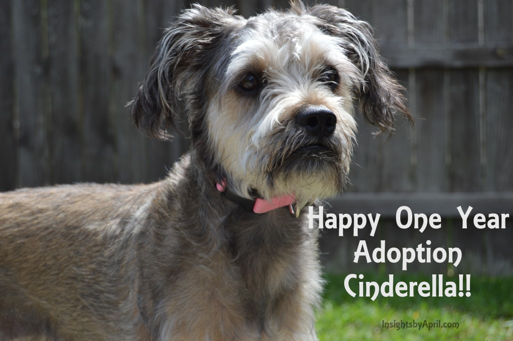 Cinder One Year Adoption