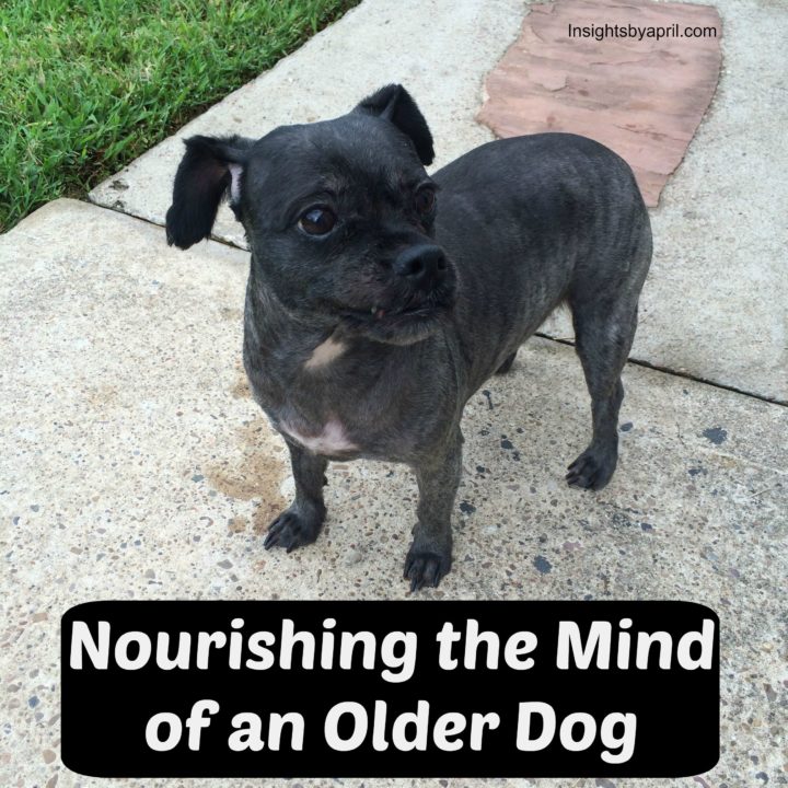 nourishing the mind of an older dog