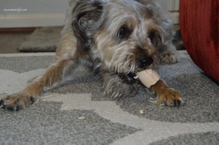 dog-eating-smart-bones-dog-treats