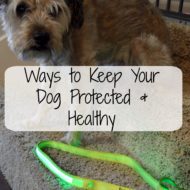 Ways to Keep Your Dog Protected and Healthy