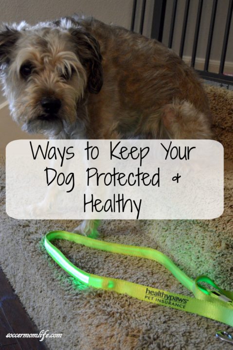 ways-to-keep-your-dog-protected
