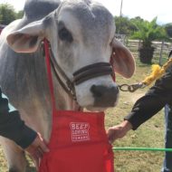 Let’s Get Grilling- The Story Behind the Steak

(adsbygoogle = window.adsbygoogle || []).push({});
