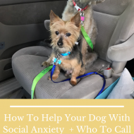 How To Help Your Dog With Social Anxiety  + Who To Call To Patch The Walls