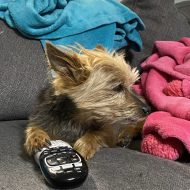 DIY Pet Toys- Cats & Dogs 3: Paws Unite! 